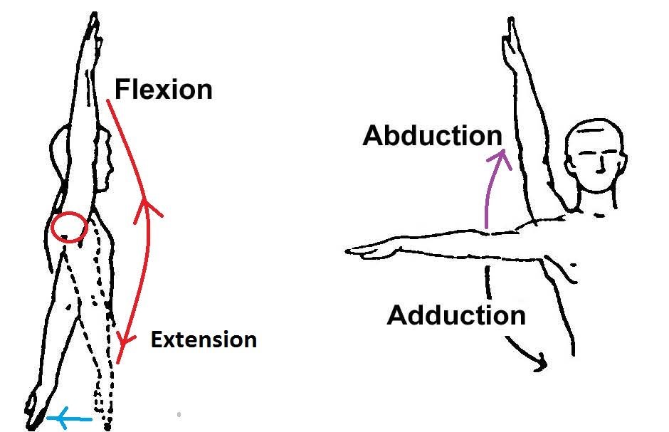 Shoulder Flexion And Extension